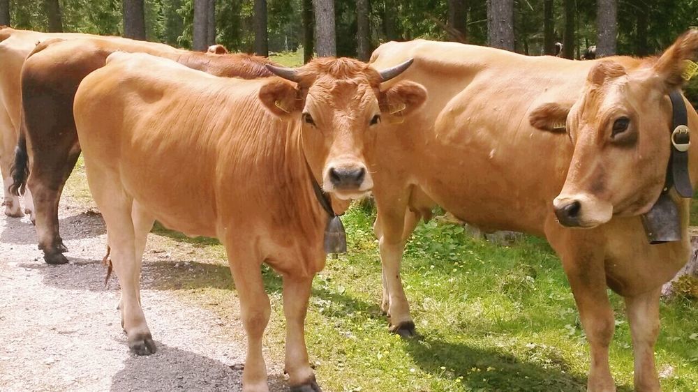 Gasthof Zum Rassen Hotel Garmisch-Partenkirchen Eksteriør billede